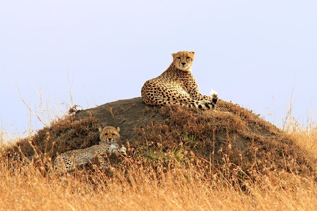 A cheetah (Acinonyx jubatus) and cheetah cub on the Masai Mara National Reserve safari in southwestern Kenya.